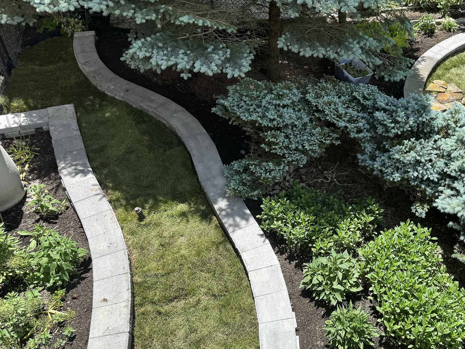 Curved stone-edged garden beds winding through a lawn past a mature blue spruce and layered evergreen shrubs in a Richmond Hill backyard